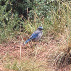 Sweet Blue Bird