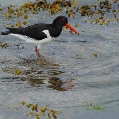 The Oyster Catchers (Clutha Project)