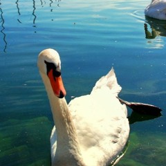 Funky Swan Dance Mix V1 (2024-02-24)