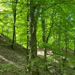 The green dressed man came again in the night