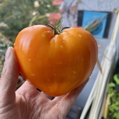 SEQUENCYA III (demosnippet)