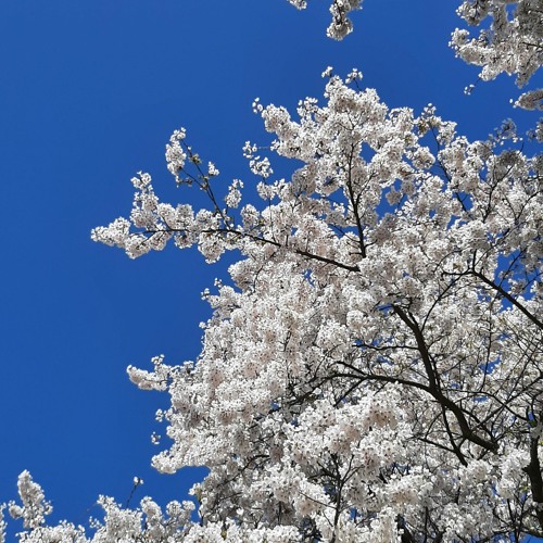 DeepMelodic | Spring 2023
