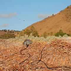 FKISM: Wind on wrack, incoming tide at Lady Bay, March 2024