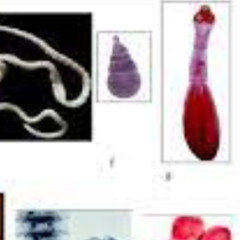 002backingnormalspeped