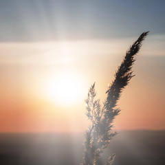 o gloriosissimi - the living light