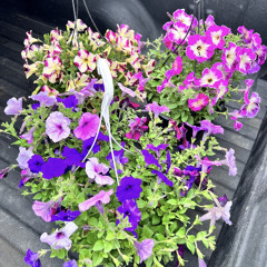 challenging - prod mino