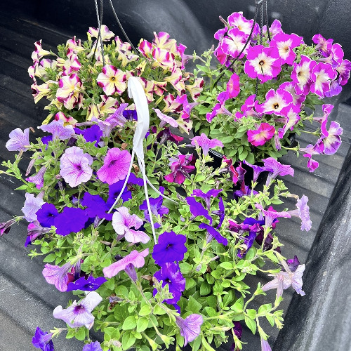 challenging - prod mino