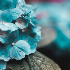 Tealblue -la fleur-