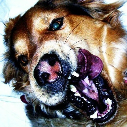 Crystal Ball Broken - Coma Cinema