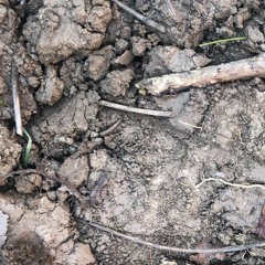 Diary of a Stick Insect 06_09_21