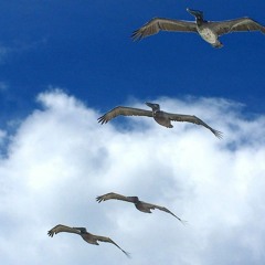 Pelicans In Gliding