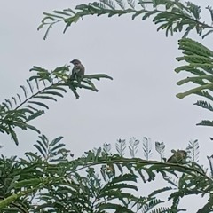 Sparrows by Cory Asbury - cover