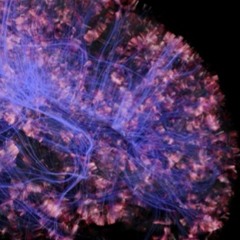 A Window into the Mind? Neuroimaging and Our Understanding of the Human Being | Pro. Sofia Reimao