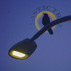 Plastic Trees (prod. Zuubek)