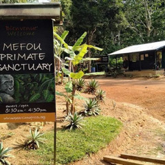 Parc de la Méfou : quand loisirs riment avec protection des primates