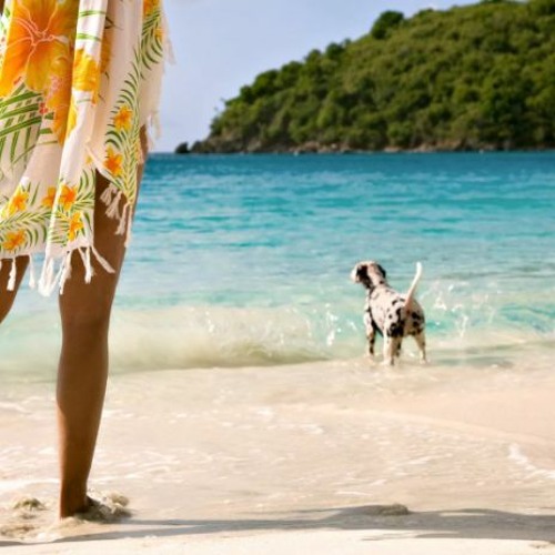 Brigade Spécialisée De Terrain play background (FREE DOWNLOAD)