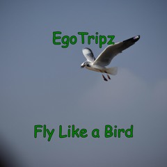 Fly Like a Bird