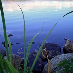 Majestic (Nature Version)