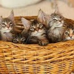 24.03.2025 = EXPO ENTREGATOS ESTÁ NO SHOPPING ATÉ 30 DE MARÇO