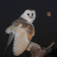 U Weren't Here I Really Miss You - Kode1n Rem1x #333