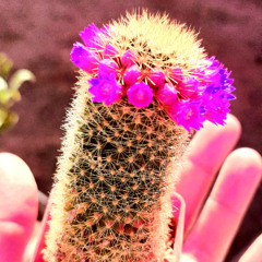 FLOWER CROWN