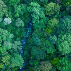 Rainforest sounds - Calm creek in the jungle