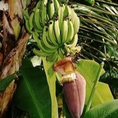 Bananes De Moissac Presque Mures