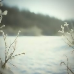 White leaves