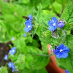 flowers in your mind