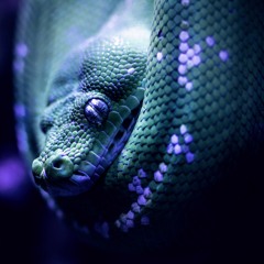 VIPER