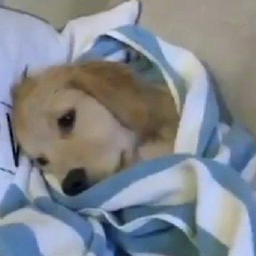 Stream one shot project w/ bednyazhka by dj ;; perc zap! Listen