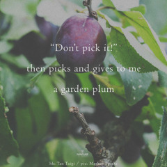 SONG 131 - NaviarHaiku623 - A Garden Plum