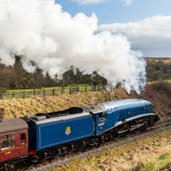 60007 NYMR