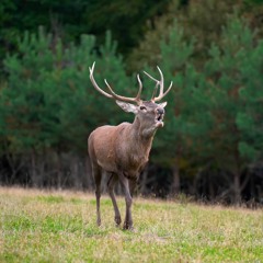 Red Deer Rut - Forêt d'Orleans, France