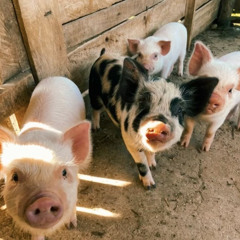 rscay king slime ft maljugg prod fait x farm