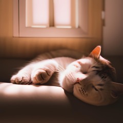 Catnap - Pangolin Dreams & Odokuro