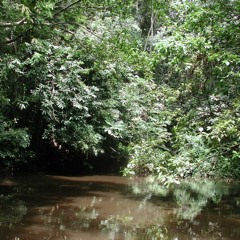 Ankasa Forest rain starting, Ghana