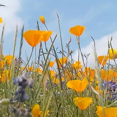 Mary's Poppies/Snufkin's Farewell