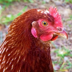 Constance The Singing Chicken