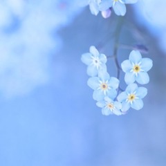 forget-me-not〜do not forget me〜