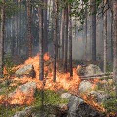 Det löser sig (skogen brinner) PROD. S70
