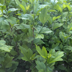 needles (mt constitution original vers.)