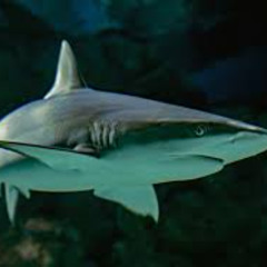 Shark Teeth