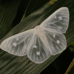 risks ft. n0rest4u (midso)