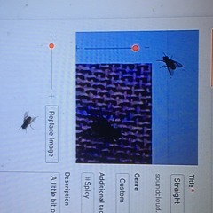 the fly