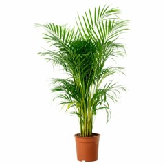 arecapalm