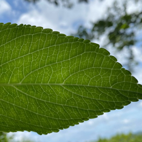 Stream June 2021 DJ MIX Vol.56 by Masaomi Tomomitsu Listen online for free on SoundCloud