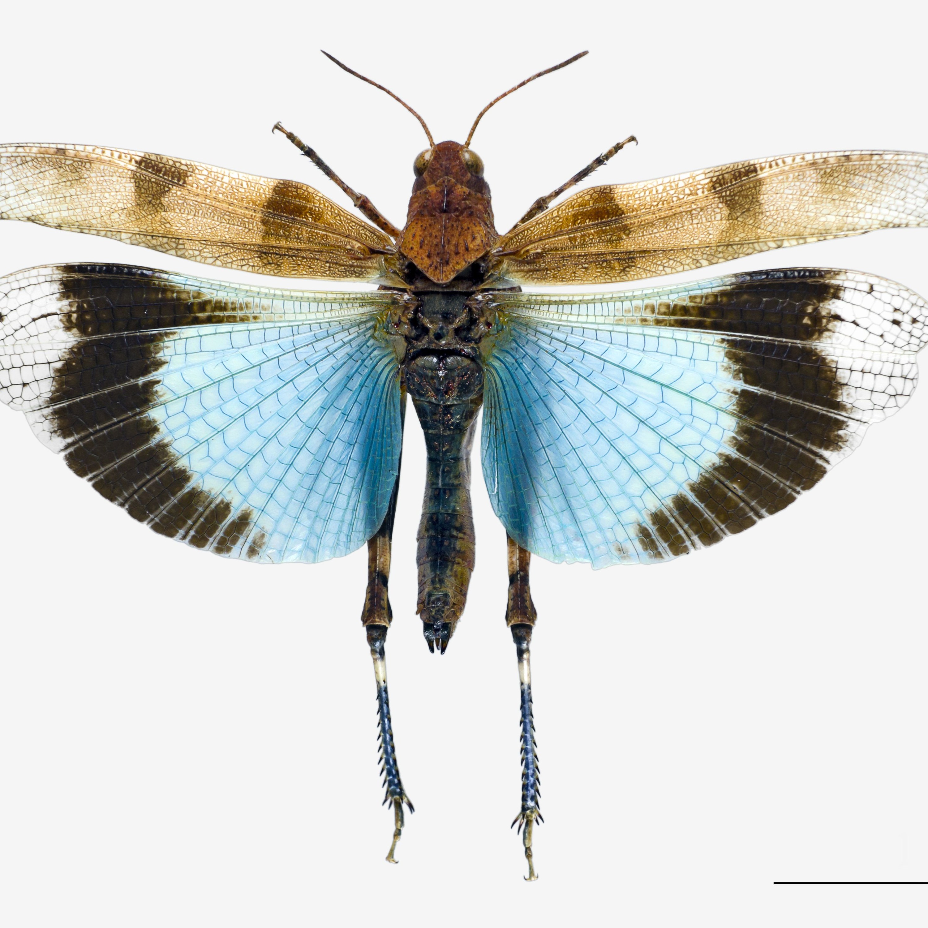 Domaine Oedipoda - Antoine & Bérengère - L’installation en Beaujolais Nord