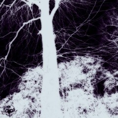 wolf (prod. beefy btz)