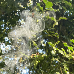 Auto32 - From The Ground [prod. TDR]